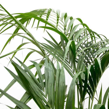 Luchtzuiverende Kentia palm met lange bladeren