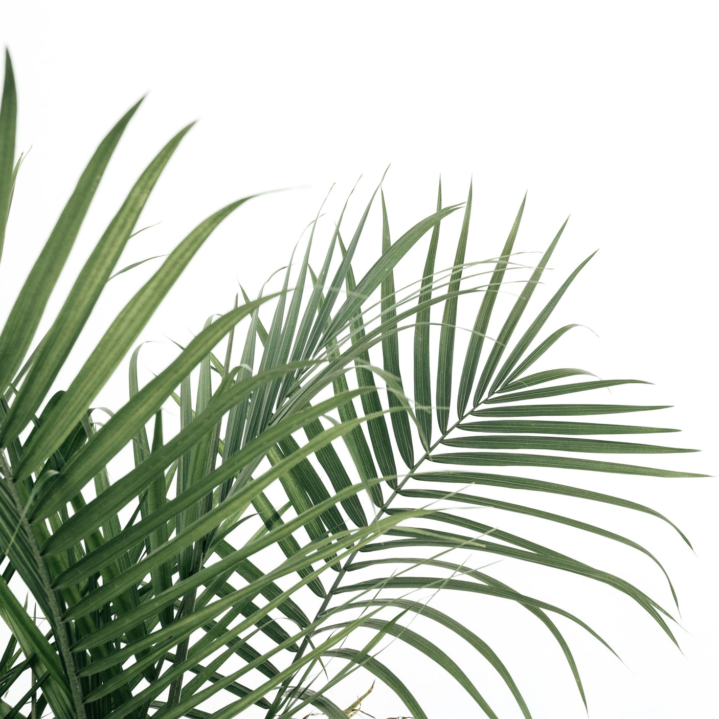 Dypsis Lutescens Areca Palm ↕ 180 cm hoog  ⟷ 24 cm pot