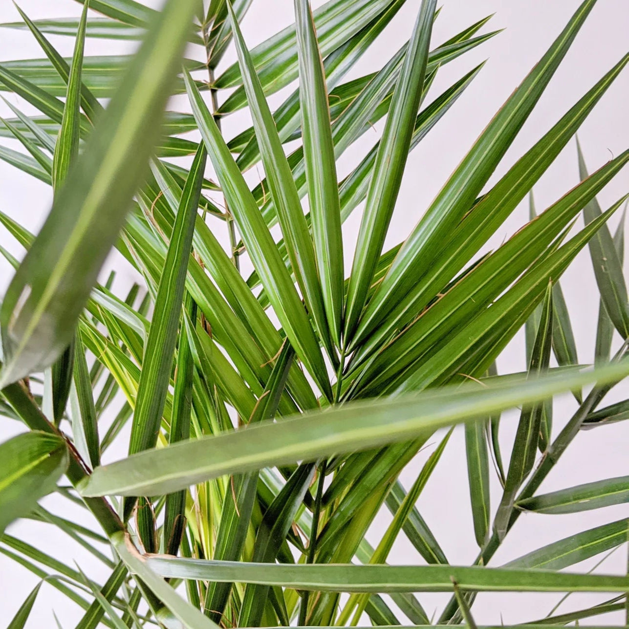 Phoenix Canariensis  ↕ 180 cm hoog  ⟷ 24 cm pot