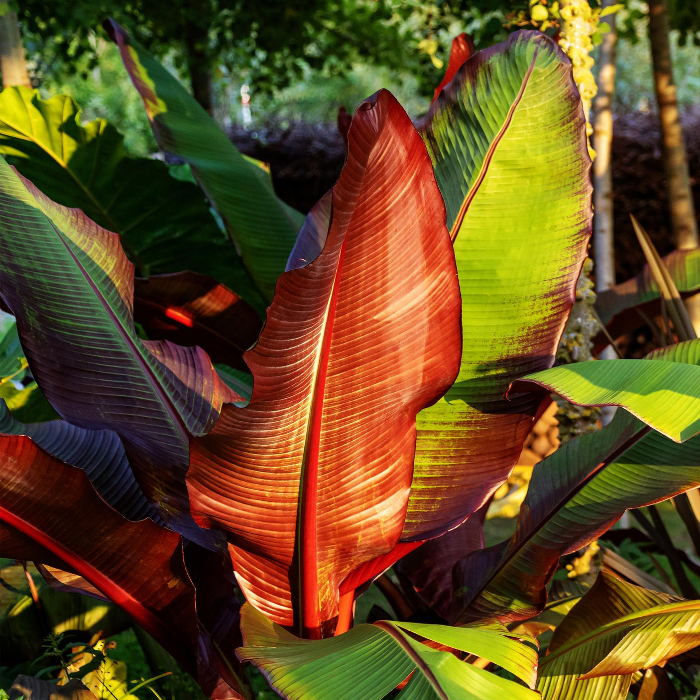 Musa Ensete ventricosum Maurelli - 4 planten ↕ 30 cm hoog ⟷ 12 cm pot