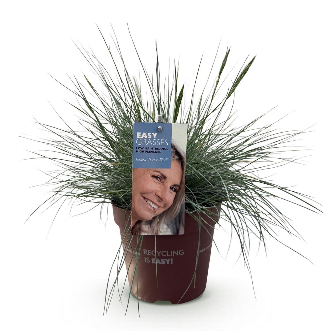Festuca Glauca Intense Blue – 1 Pflanze ↕ 50 cm hoch ⟷ 17 cm Topf