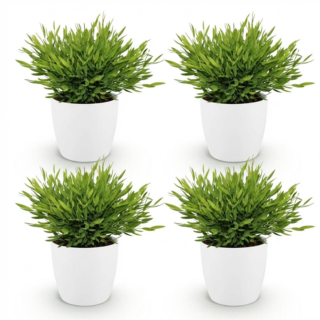 Bamusa Pogonatherum Monica - 4 Pflanzen mit weißem Topf