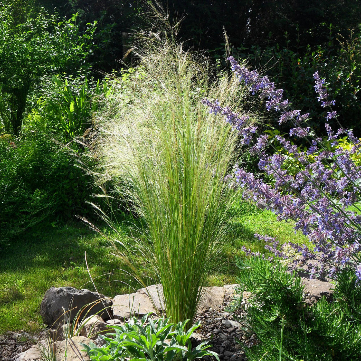 Stipa Tenuifolia Pony Tails - Verde - 2 Plantas ↕ 50 cm alto ⟷ Maceta de 17 cm