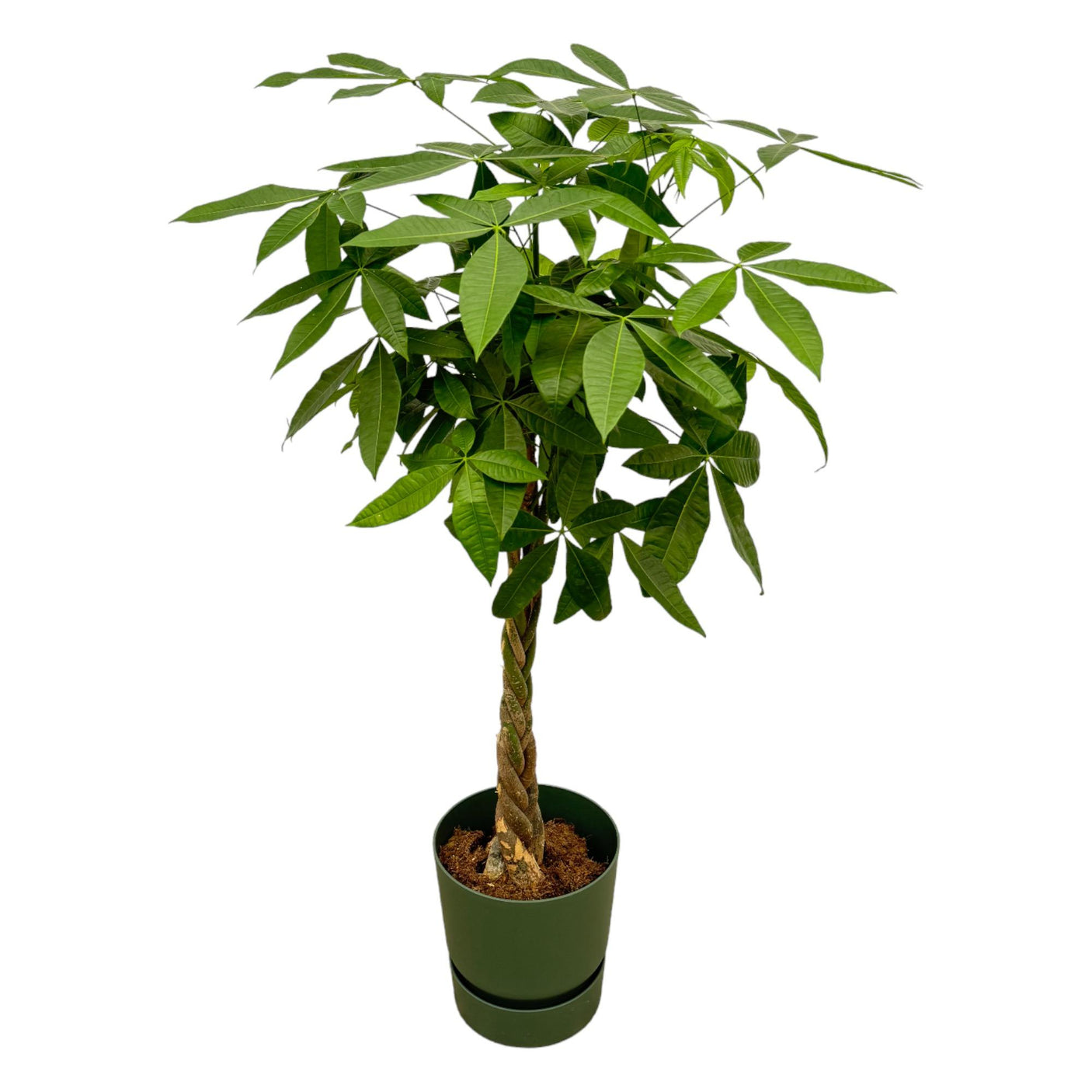Pachira Aquatica in Elho pot - Greenville Round groen ↕ 160 cm hoog  ⟷ 30 cm pot