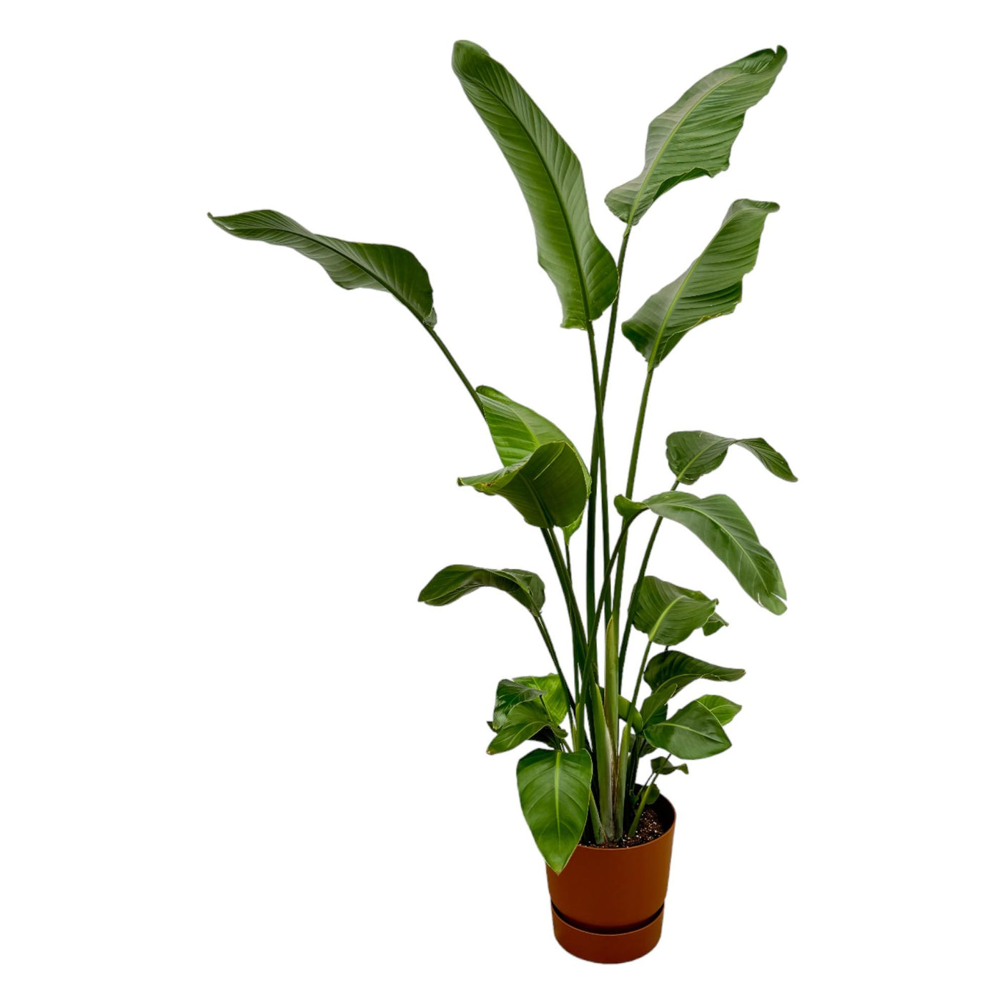 Strelitzia Nicolai in Elho pot - Greenville Round bruin ↕ 180 cm hoog ⟷ 30 cm pot