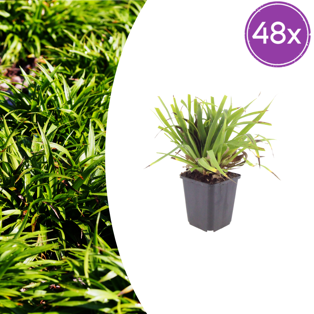 Luzula Sylvatica - 48 planten ↕ 10-25 cm hoog ⟷ 9 cm pot