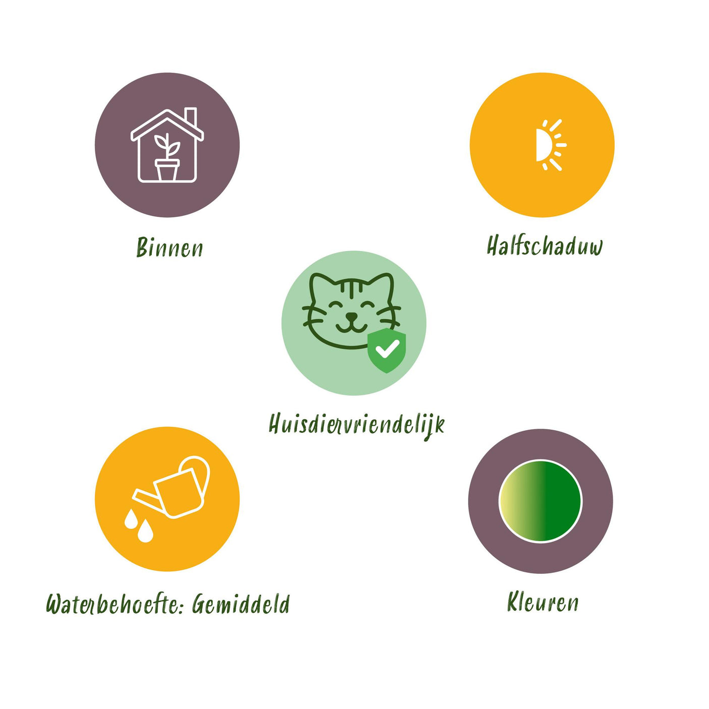 Grünlilie Bonnie - 4 Pflanzen im grauen Topf