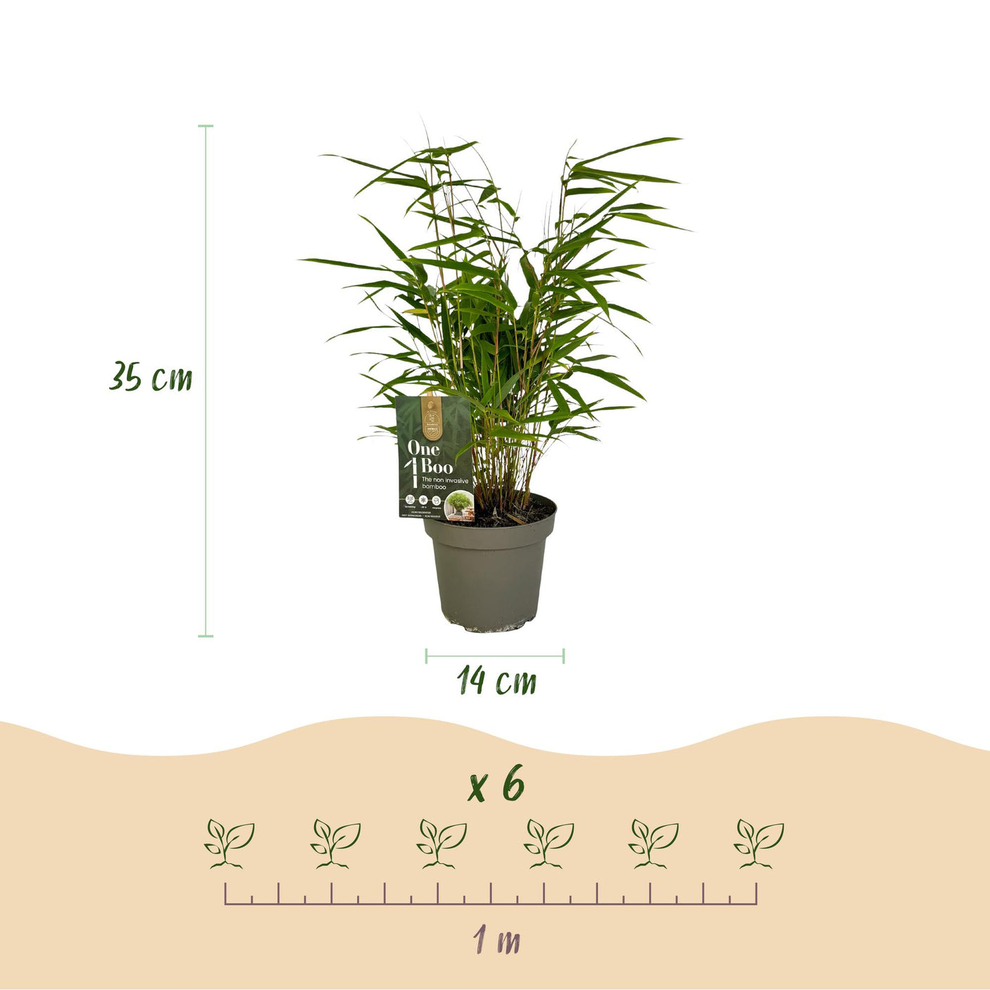 Fargesia Rufa - 4 Pflanzen