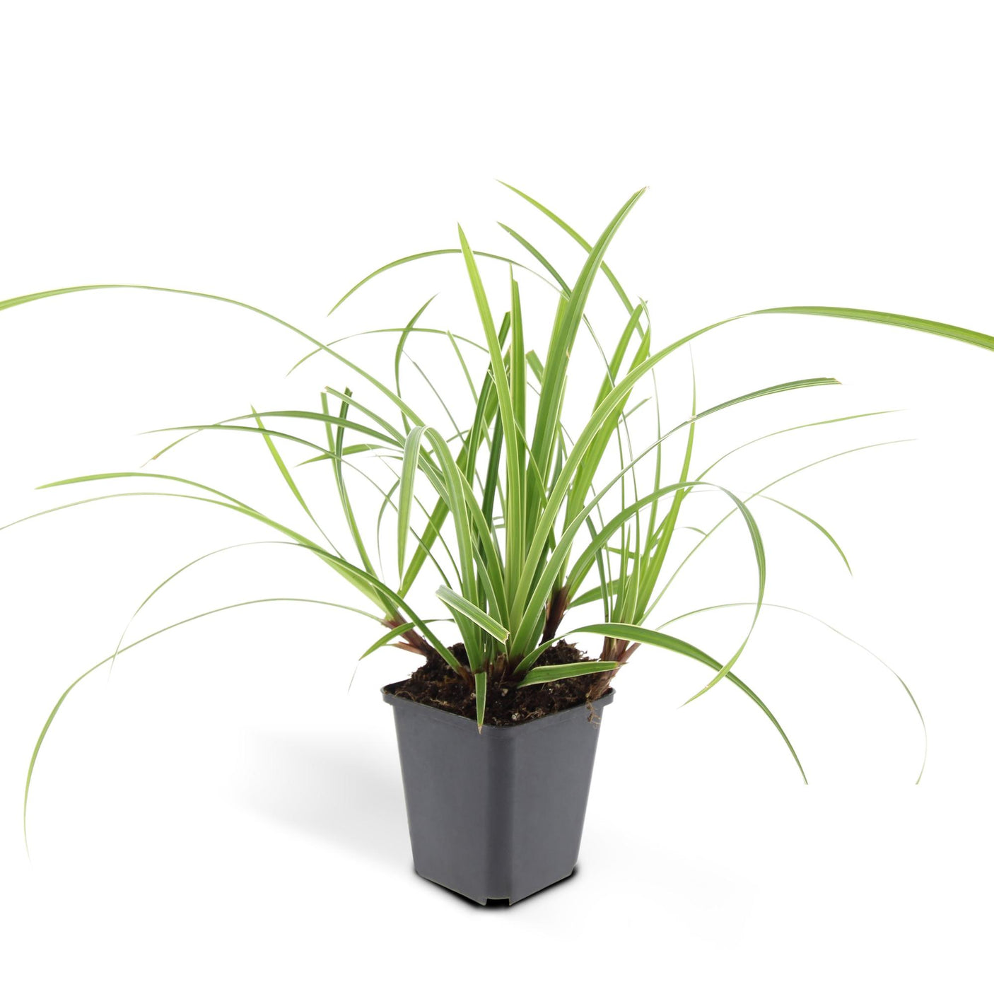 Carex Morrowii 'Ice Dance' - 6 plantas ↕ 10-25 cm de alto ⟷ maceta de 9 cm
