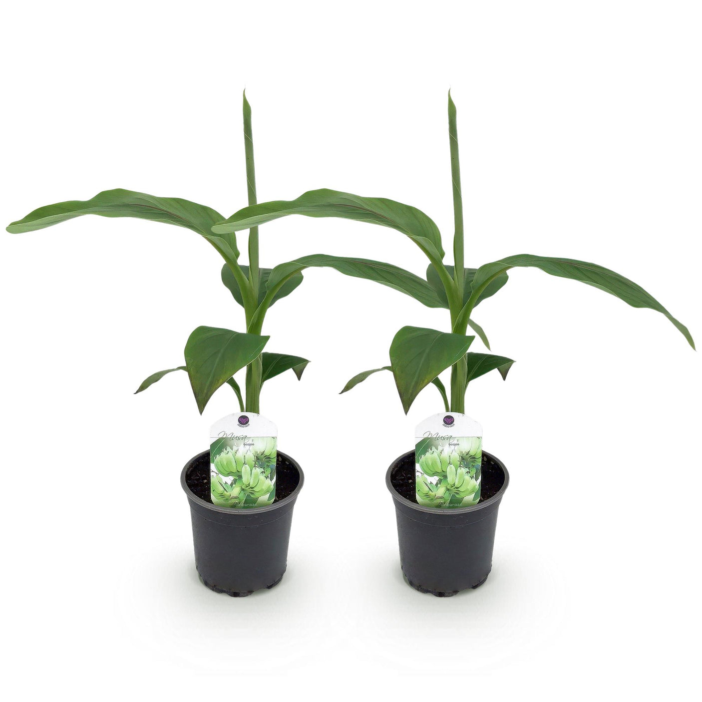 Musa Basjoo - 2 plantas ↕ 30 cm alto ⟷ maceta 12 cm