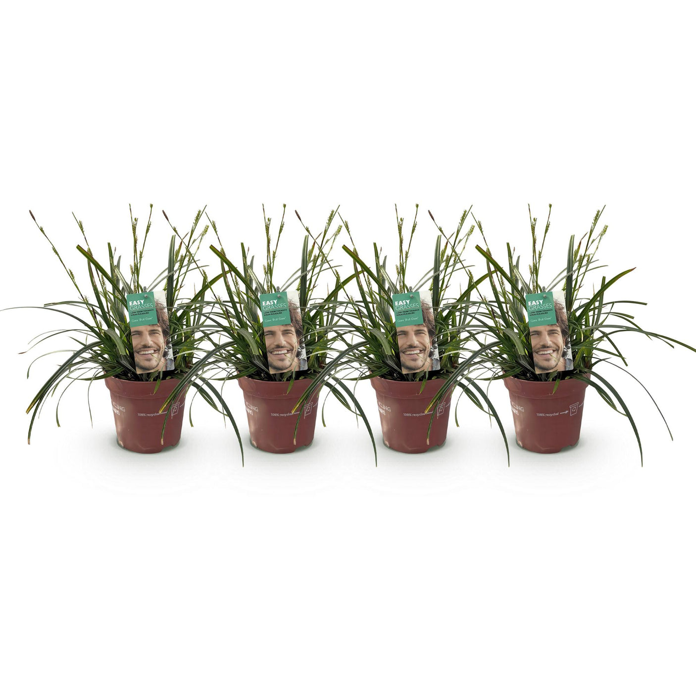 Carex Oshimensis Intense Green - 4 Plantas ↕ 50 cm de altura ⟷ Maceta de 17 cm