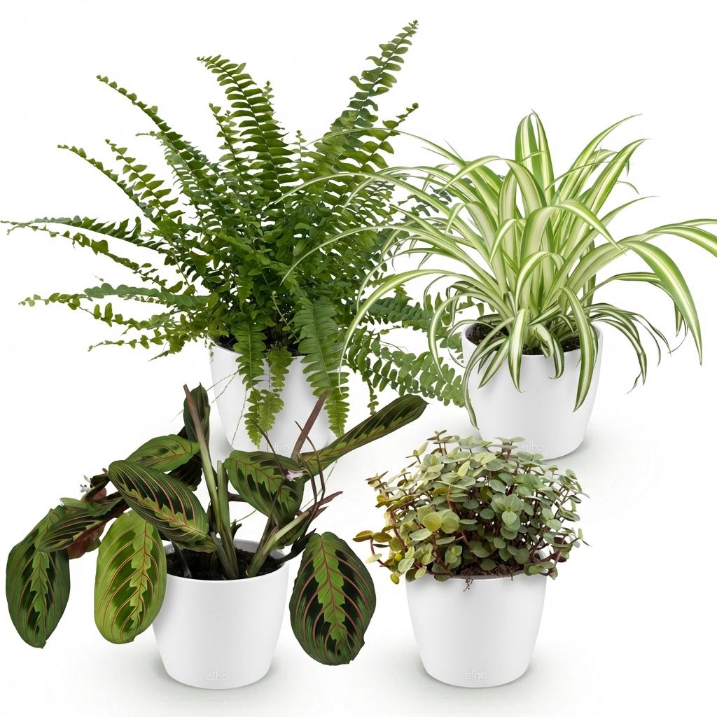 Chlorophytum - Maranta - Calissia - Nephrolepsis - 4 Planten in witte pot