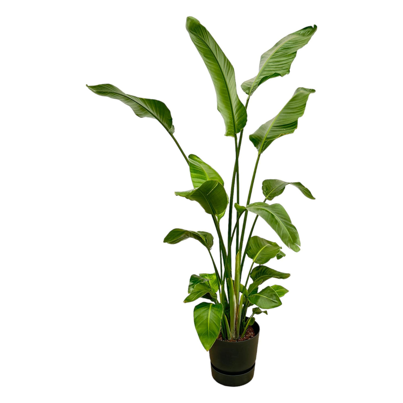 Strelitzia Nicolai in Elho pot - Greenville Round zwart ↕ 180 cm hoog  ⟷ 30 cm pot