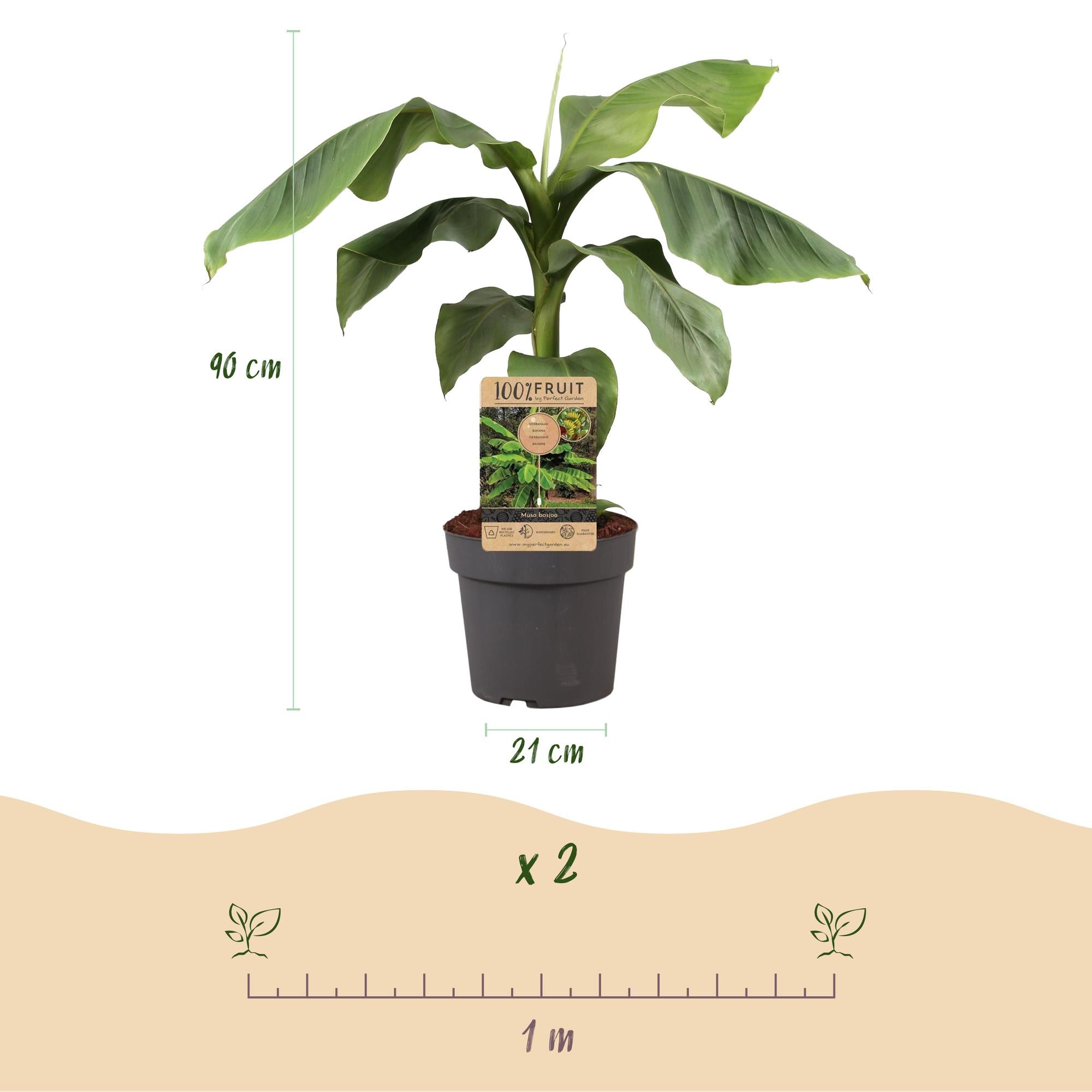 Japanse vezelbanaan - Musa Basjoo  ↕ 70 cm hoog  ⟷ 21 cm pot