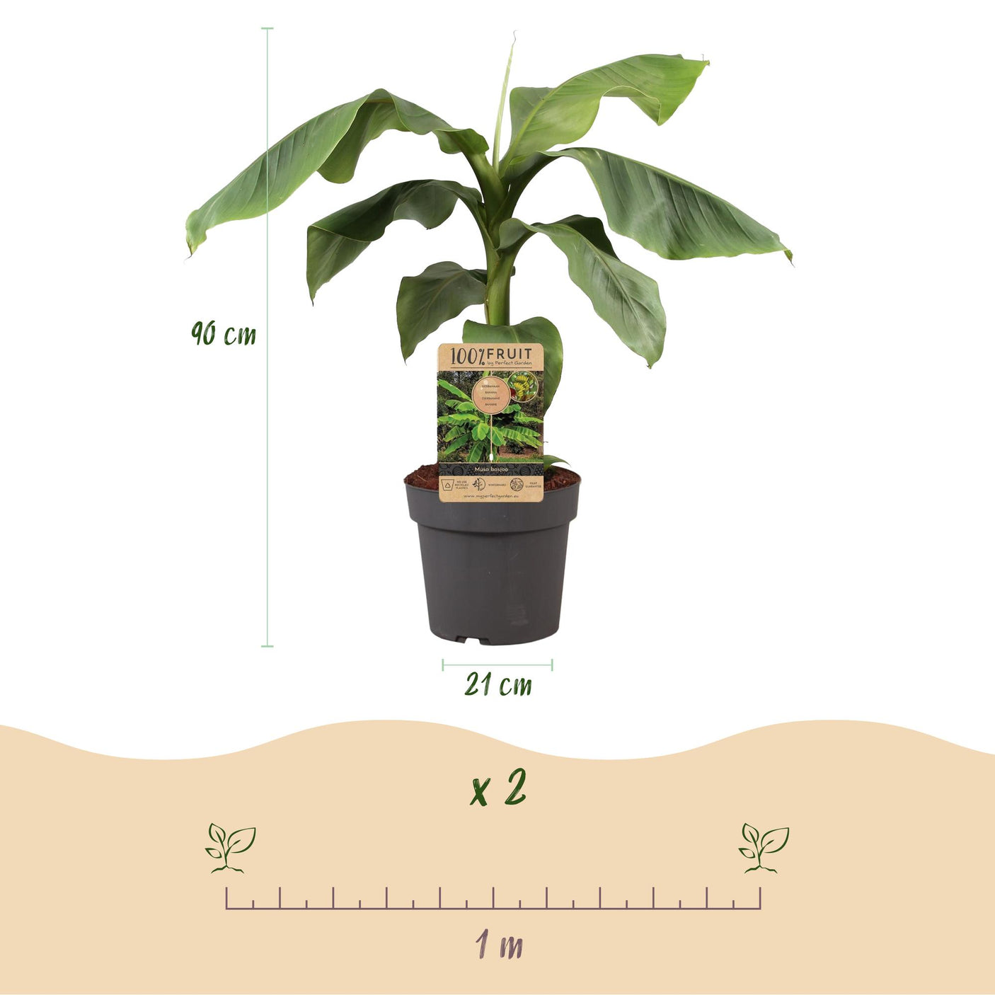 Japanse vezelbanaan - Musa Basjoo  ↕ 70 cm hoog  ⟷ 21 cm pot