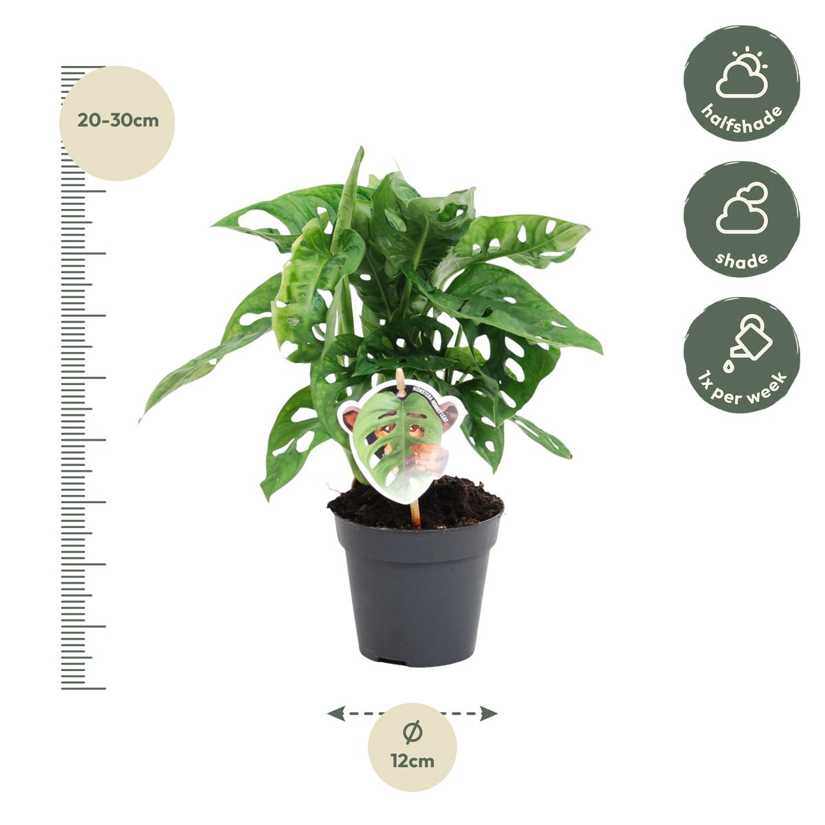 Monstera Obliqua 'Monkey Leaf' ↕ 25 cm de alto ⟷ maceta de 12 cm