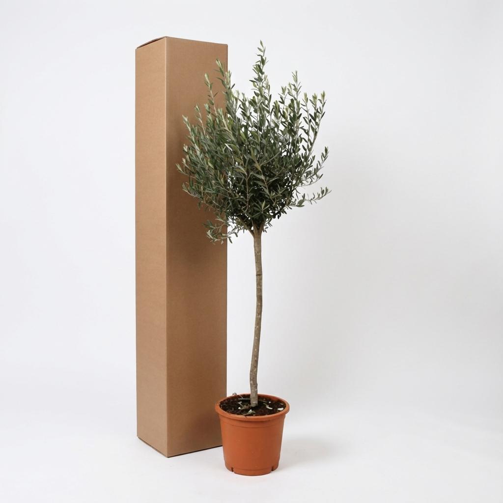 Olea Europaea auf Stamm ↕ 160 cm hoch ⟷ 24 cm Topf