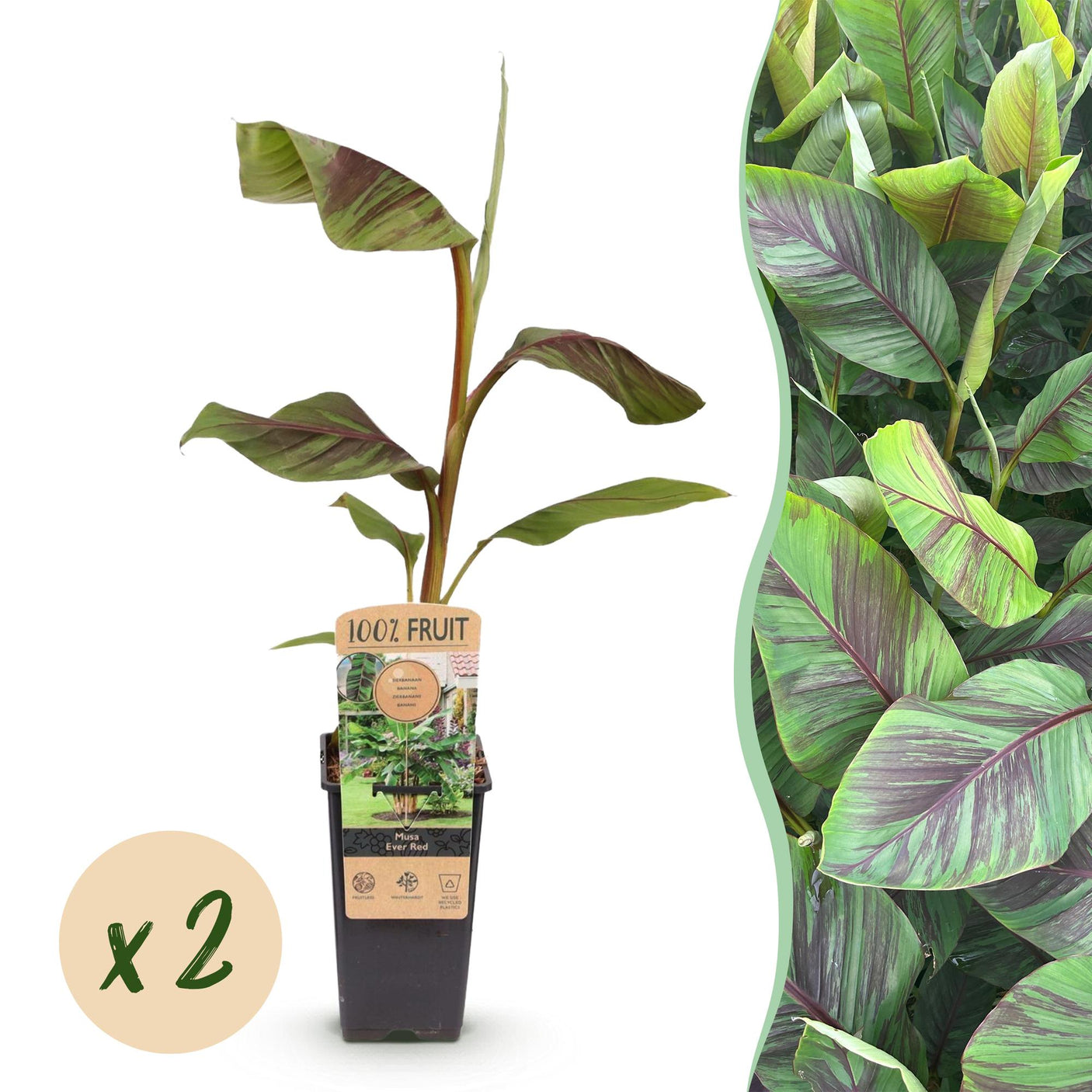 Bananenplant Musa Ever Red - 2 planten ↕ 50 cm hoog  ⟷ 15 cm pot