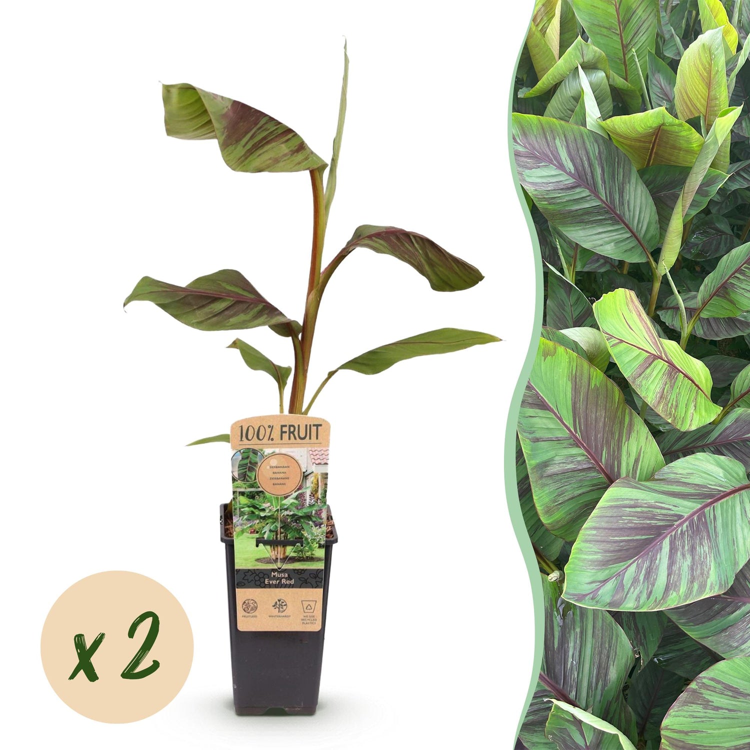 Bananenplant Musa Ever Red - 2 planten ↕ 50 cm hoog  ⟷ 15 cm pot