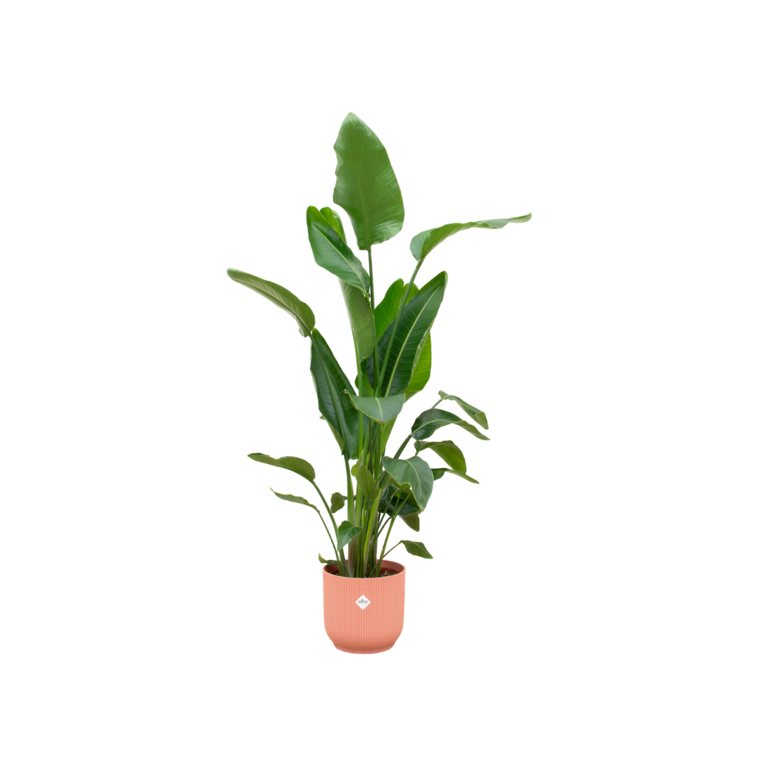 Strelitzia Nicolai in Elho pot - Vibes Fold Round roze ↕ 160 cm hoog ⟷ 30 cm pot