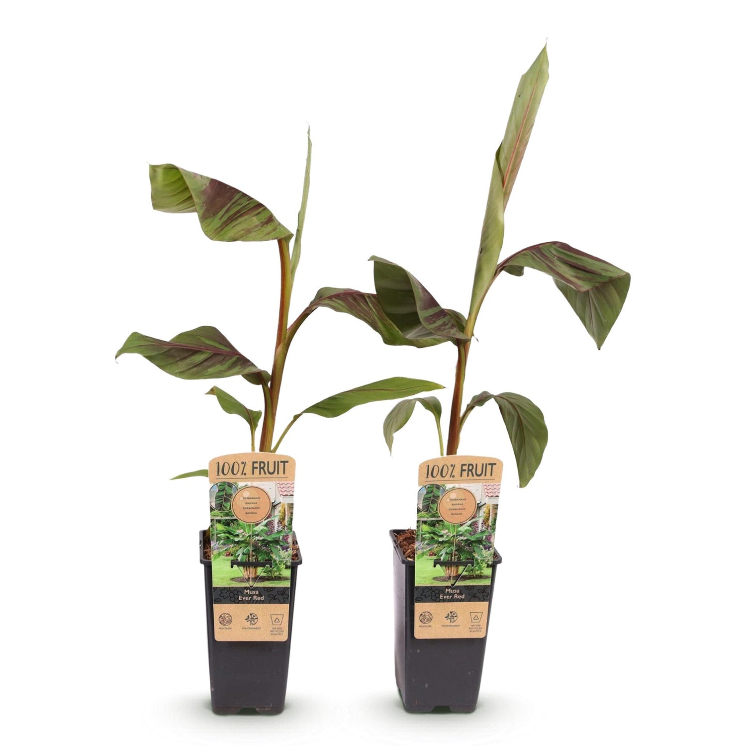 Bananenplant Musa Ever Red - 2 planten ↕ 50 cm hoog  ⟷ 15 cm pot