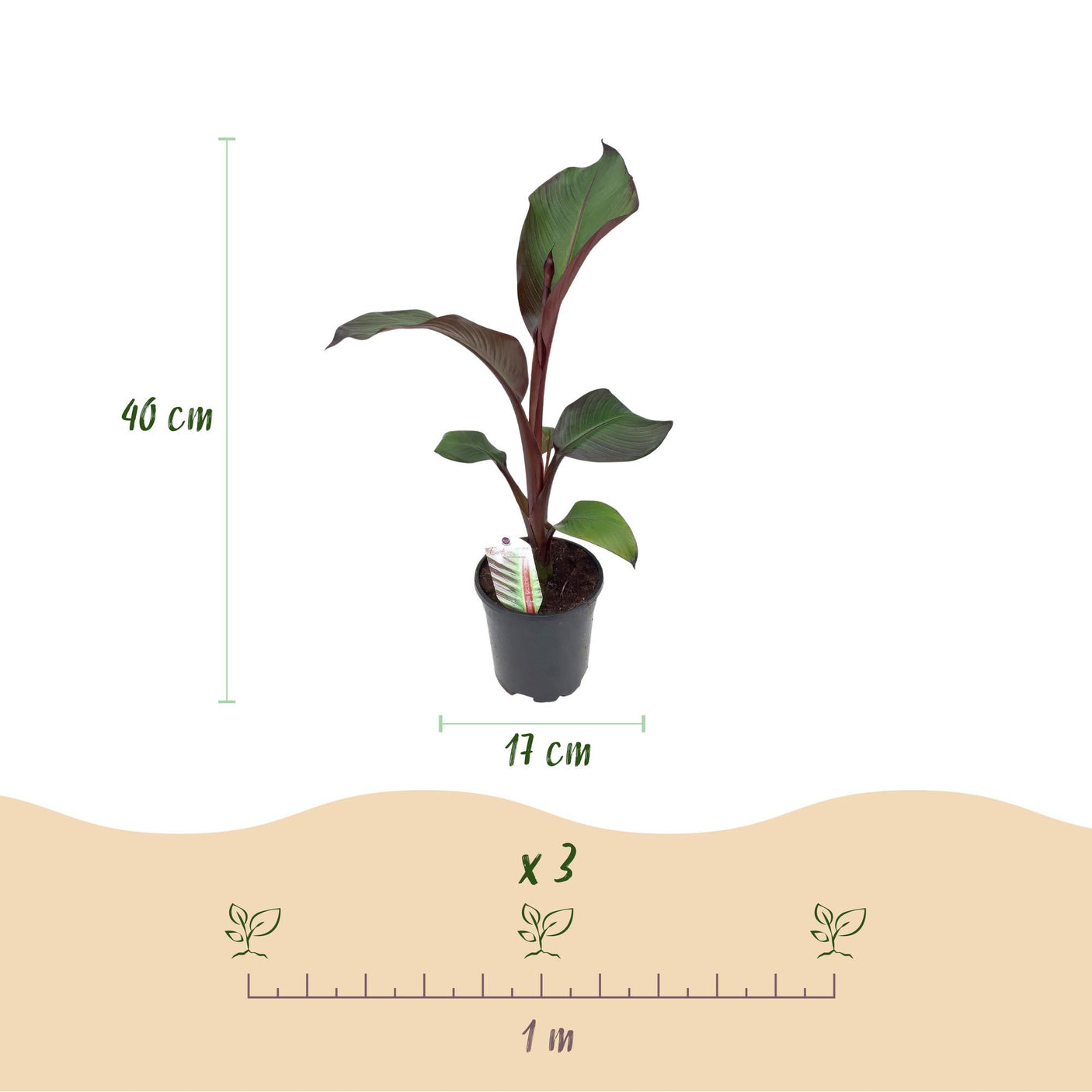 Musa Ensete ventricosum Maurelli - 6 planten ↕ 40 cm hoog ⟷ 17 cm pot