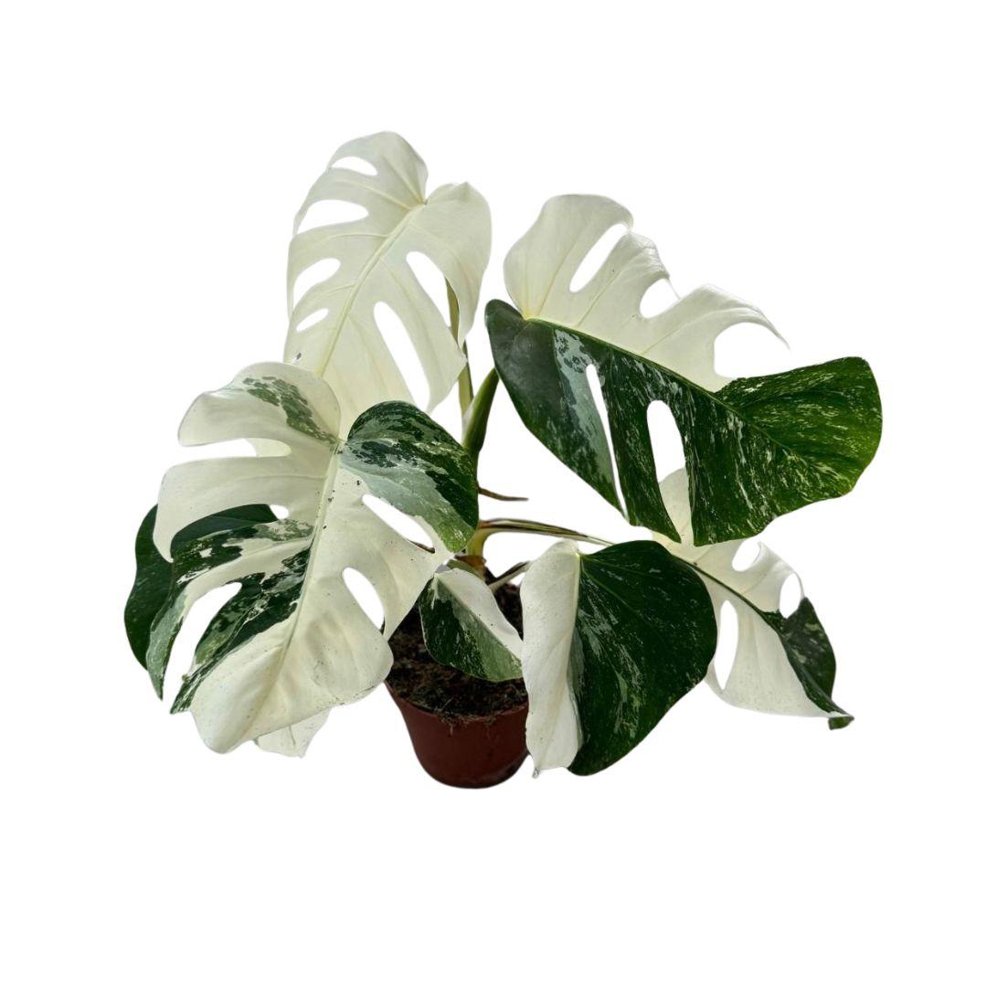 Monstera Deliciosa Variegata Super White ↕ 50 cm hoog ⟷ 15 cm pot