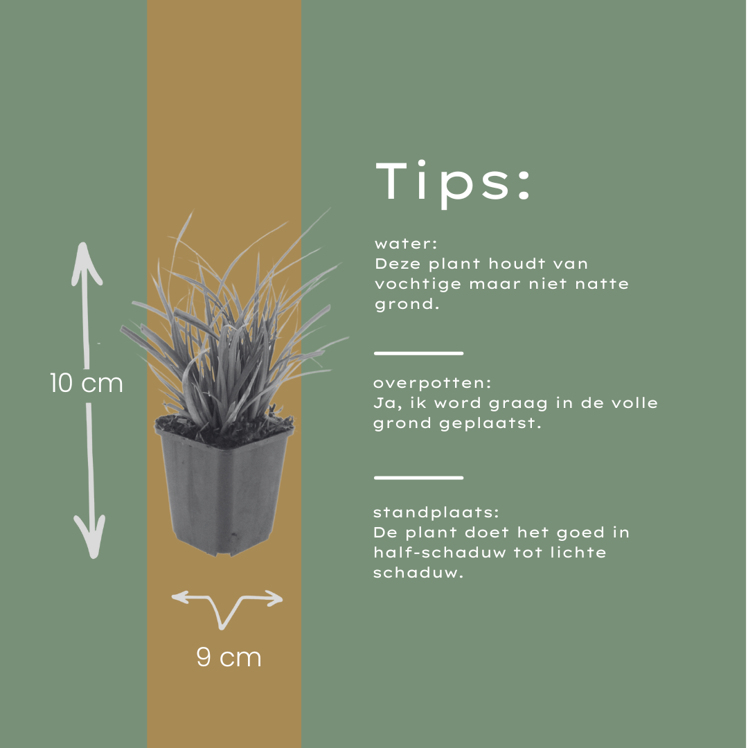 Carex Morrowii - 6 plantas ↕ 10-25 cm de alto ⟷ maceta de 9 cm