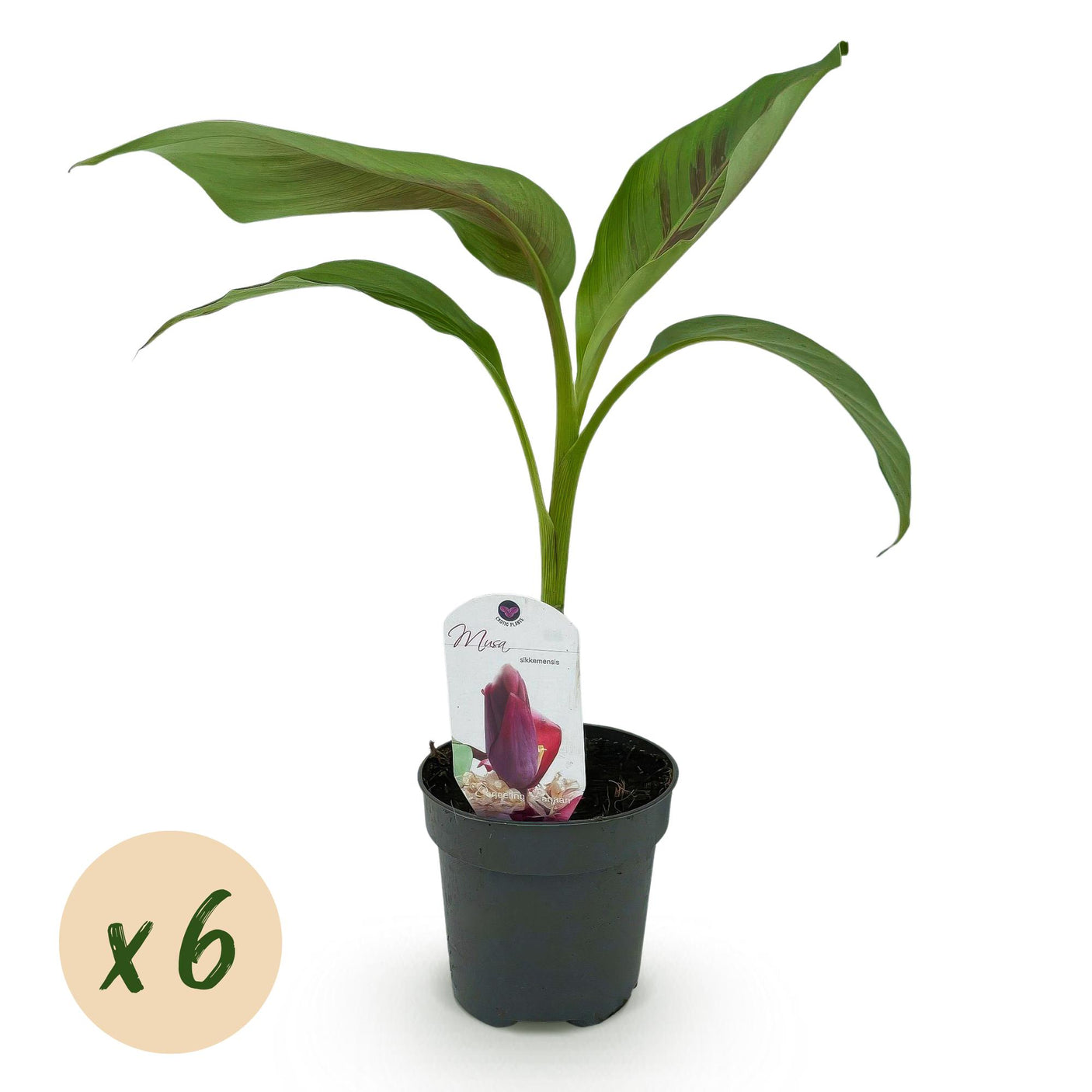 Musa sikkemensis Red Tiger - 6 planten ↕ 30 cm hoog ⟷ 12 cm pot