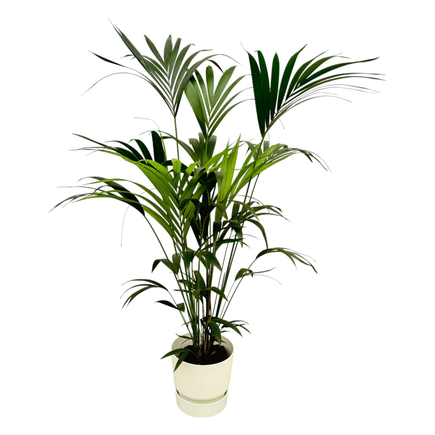 Kentia palm in Elho pot - Wit ↕ 160 cm hoog  ⟷ 30 cm pot
