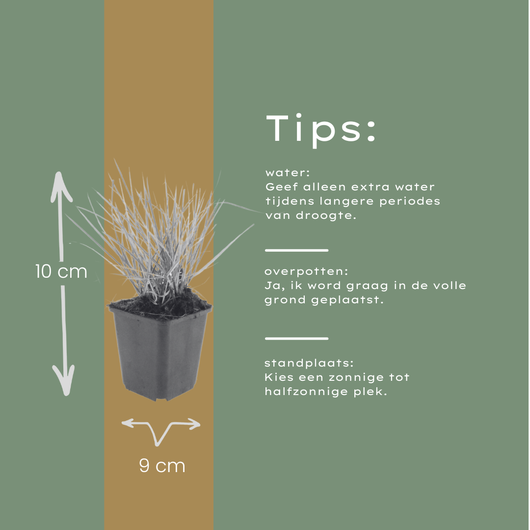 Sesleria Autumnalis - 48 planten ↕ 10-25 cm hoog ⟷ 9 cm pot