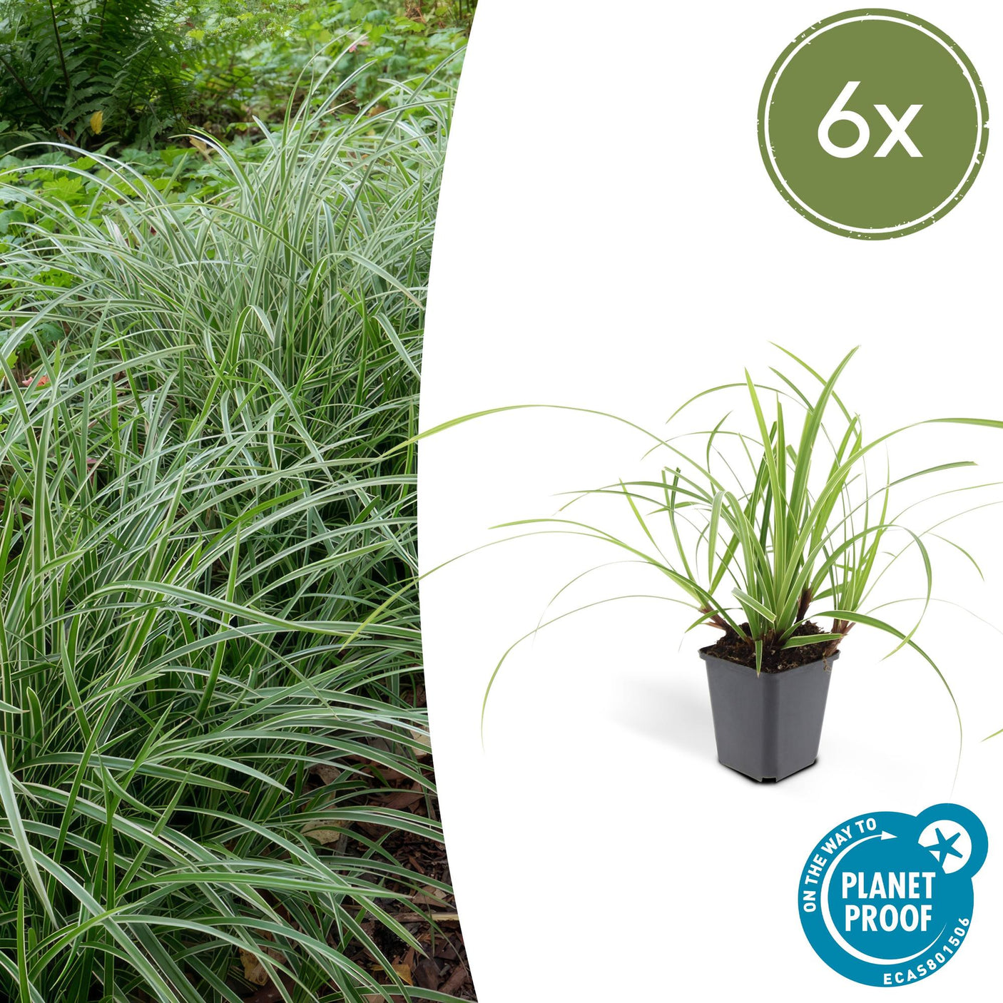 Carex Morrowii 'Ice Dance' - 6 plantas ↕ 10-25 cm de alto ⟷ maceta de 9 cm