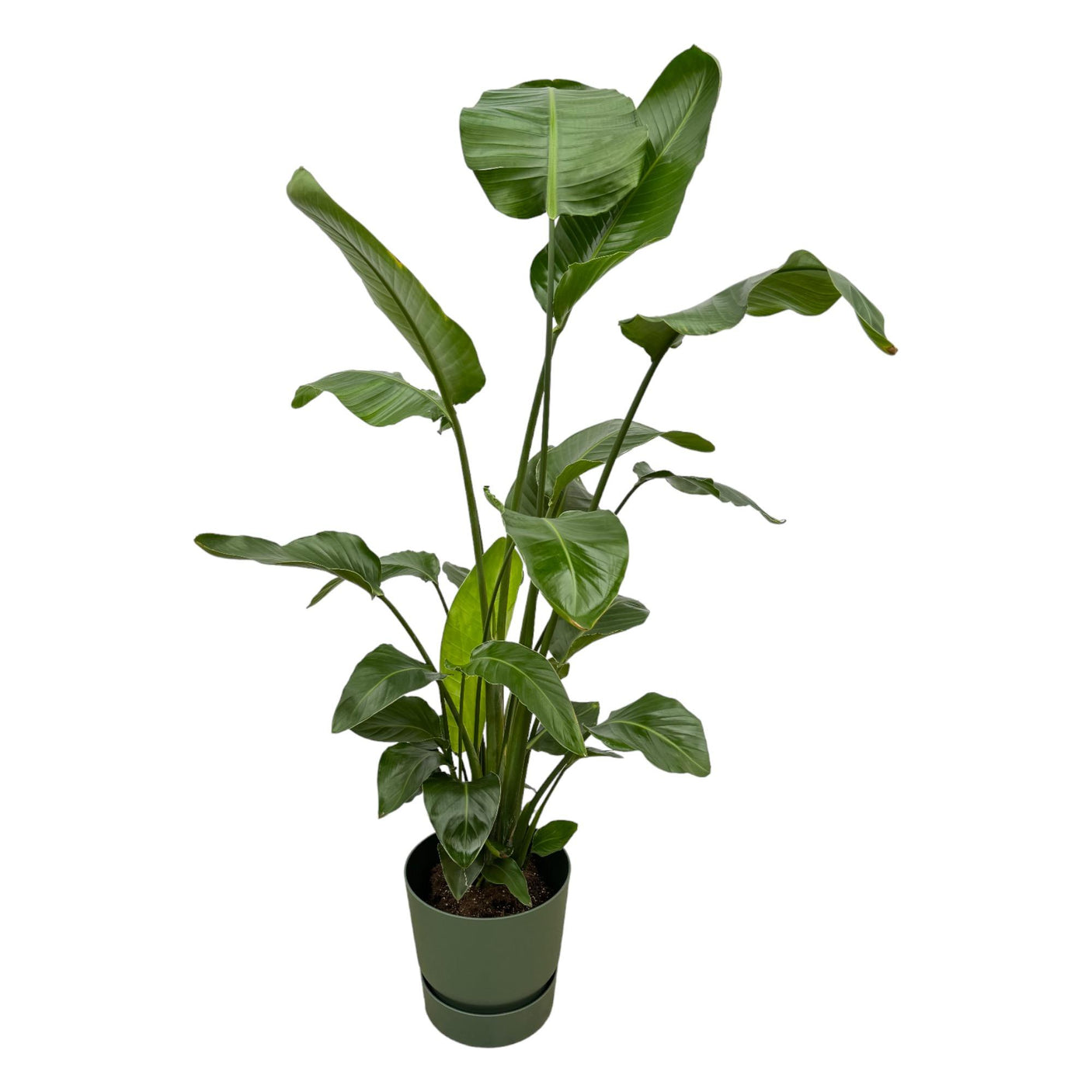 Strelitzia Nicolai in Elho pot - Greenville Round groen ↕ 160 cm hoog ⟷ 30 cm pot