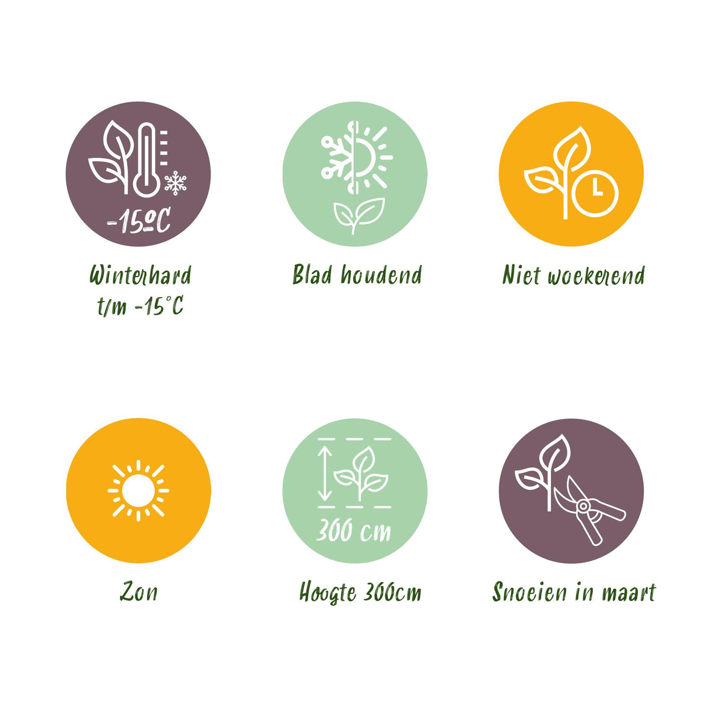 Japanse vezelbanaan - Musa Basjoo  ↕ 70 cm hoog  ⟷ 21 cm pot