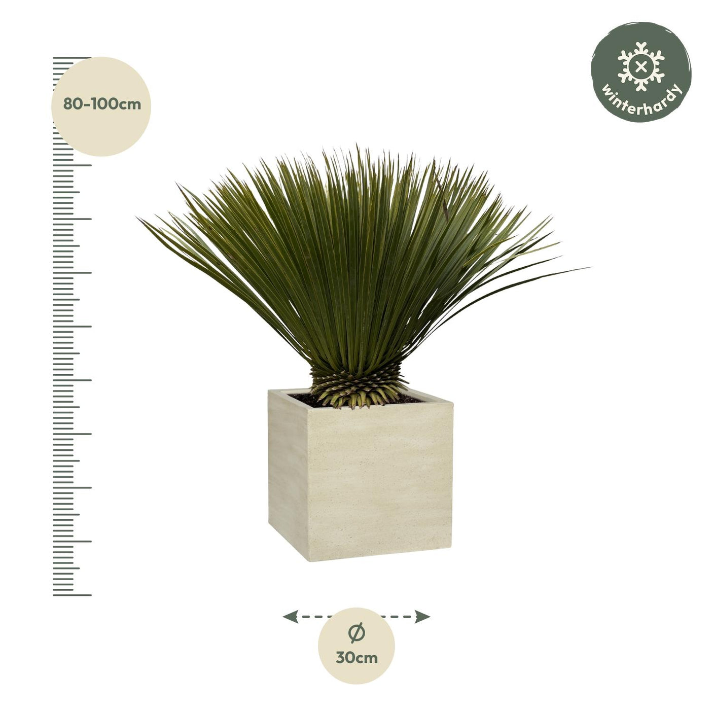 Yucca Rostrata ↕ 70 cm hoog ⟷ 30 cm pot