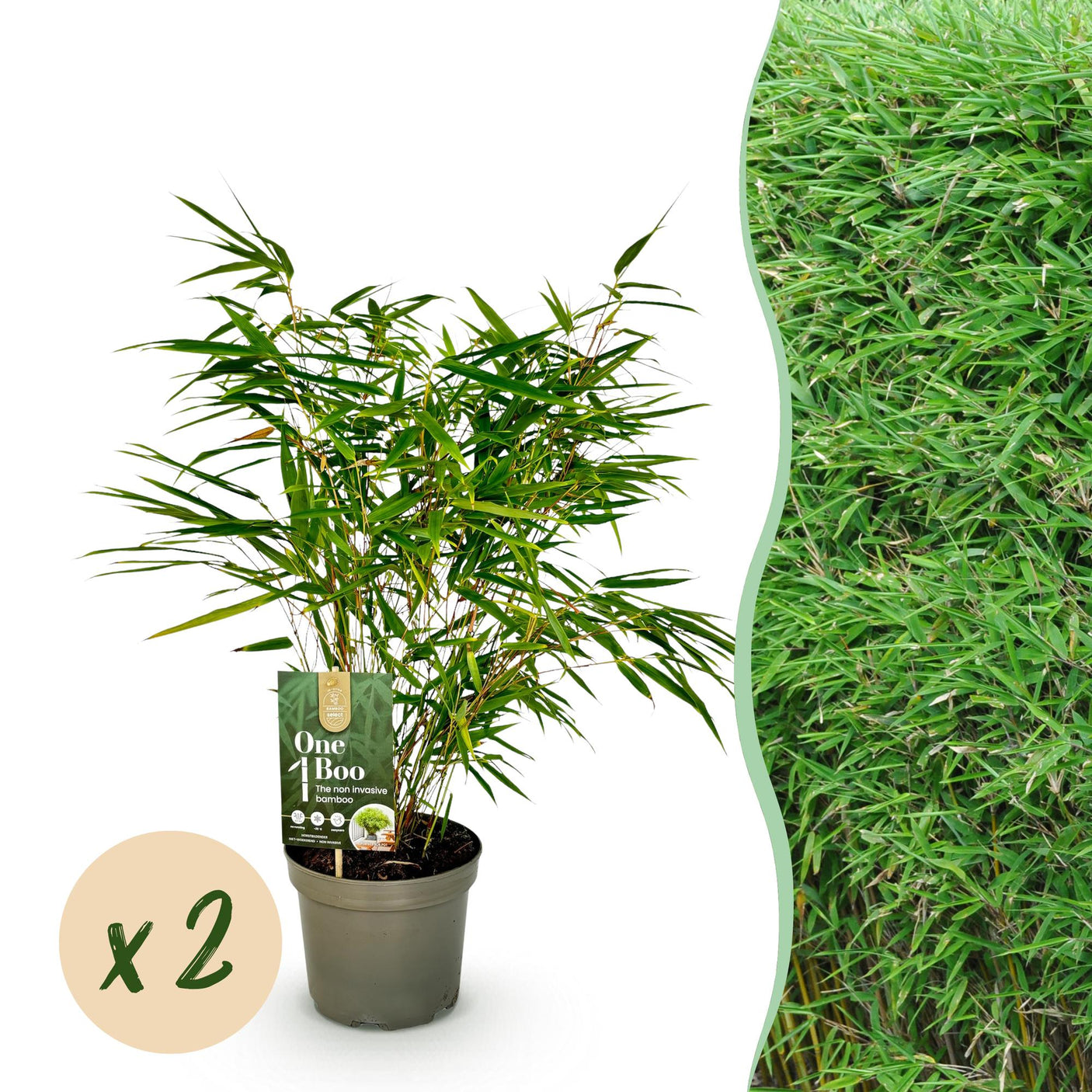 Fargesia Rufa - 2 Pflanzen - Immergrün - Nicht wuchernd - Topf 17cm Höhe 60cm