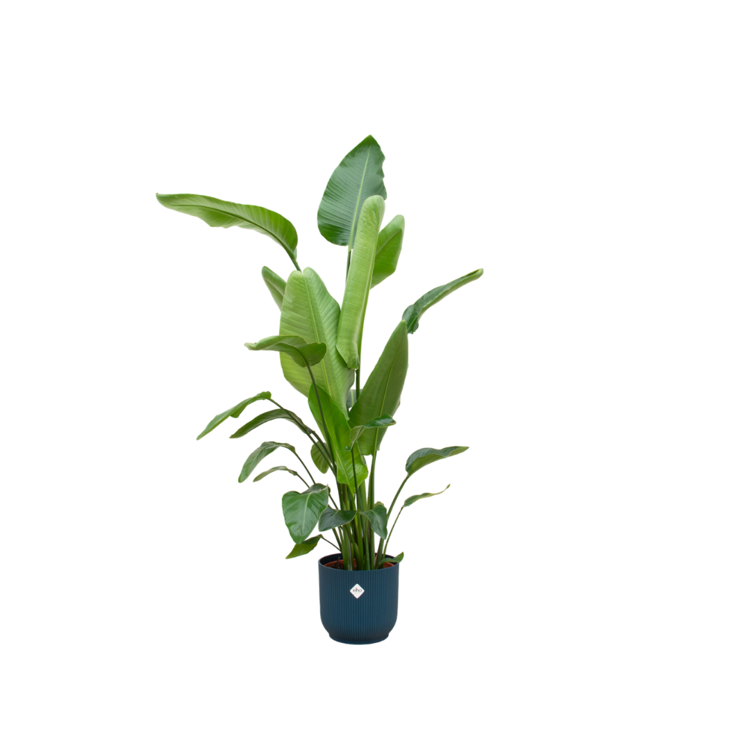 Strelitzia Nicolai in Elho pot - Vibes Fold Round blauw ↕ 160 cm hoog  ⟷ 30 cm pot