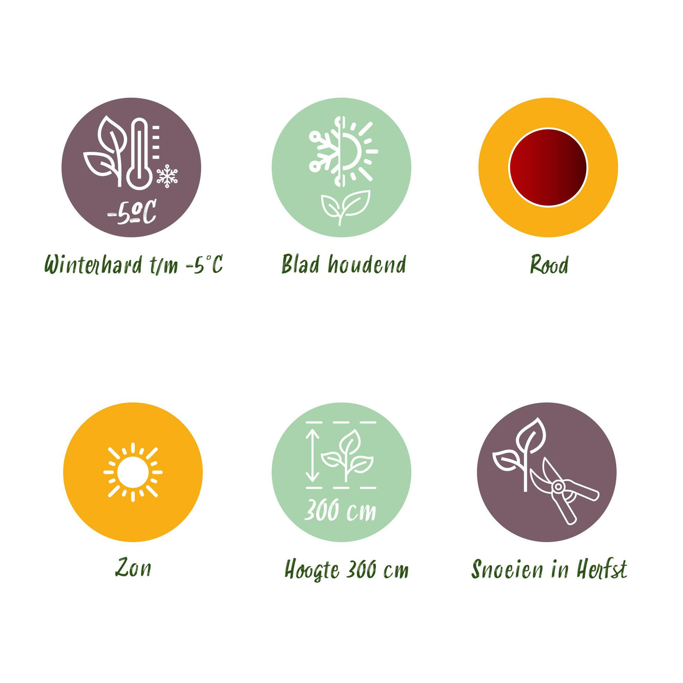 Musa Ensete ventricosum Maurelli - 6 planten ↕ 30 cm hoog ⟷ 12 cm pot