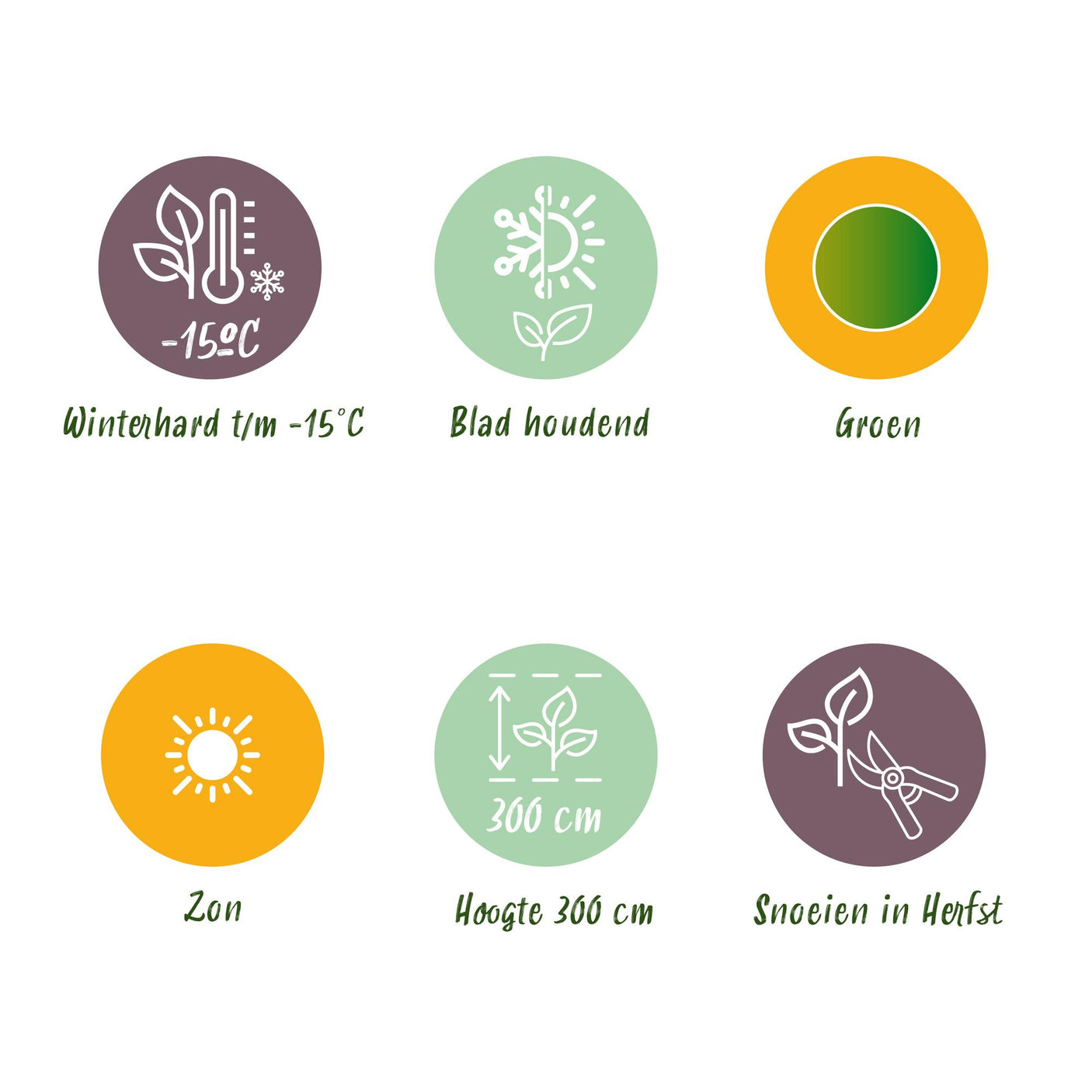 Musa Basjoo - 4 plantas ↕ 30 cm de alto ⟷ maceta de 12 cm