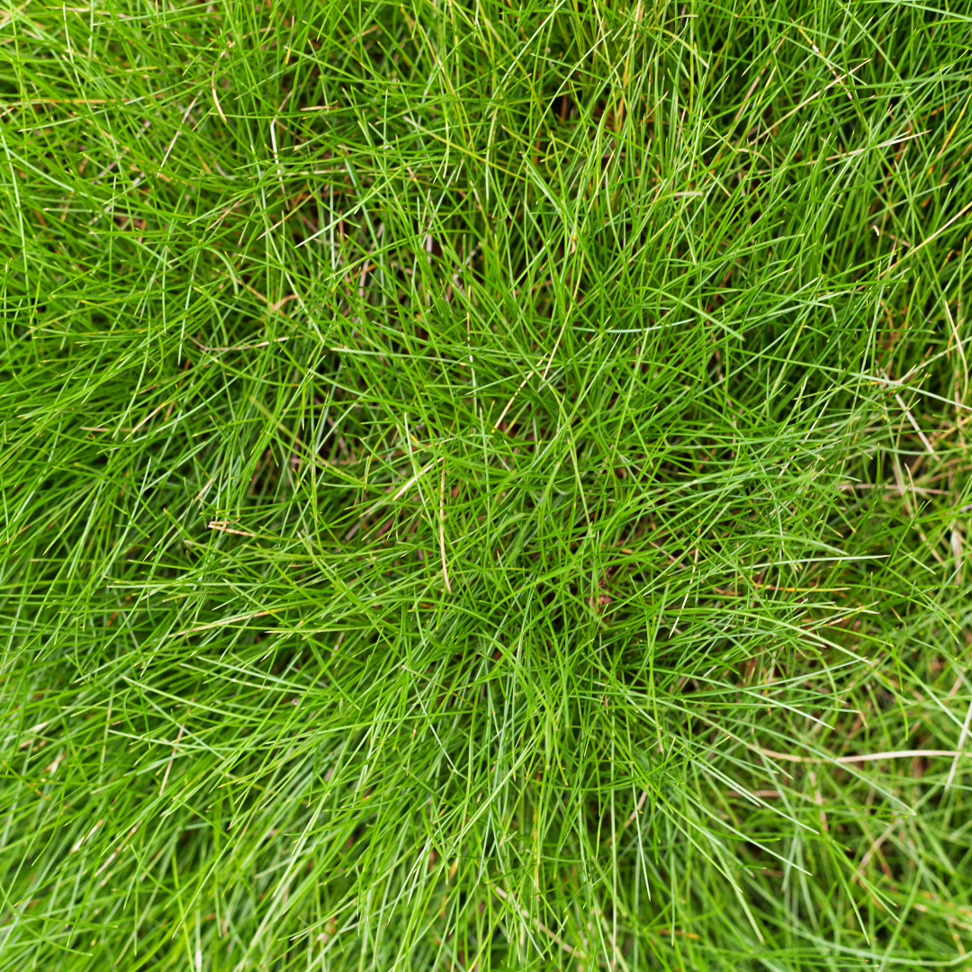 Festuca Gautieri - 60 Pflanzen ↕ 10-25 cm hoch ⟷ 9 cm Topf