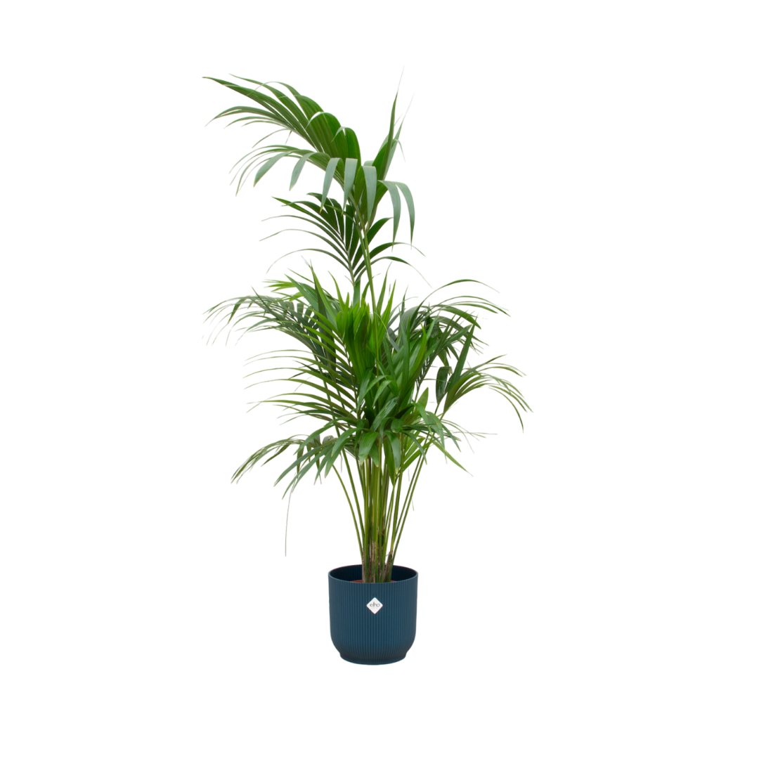 Kentia palm in Elho pot - Blauw ↕ 180 cm hoog  ⟷ 30 cm pot