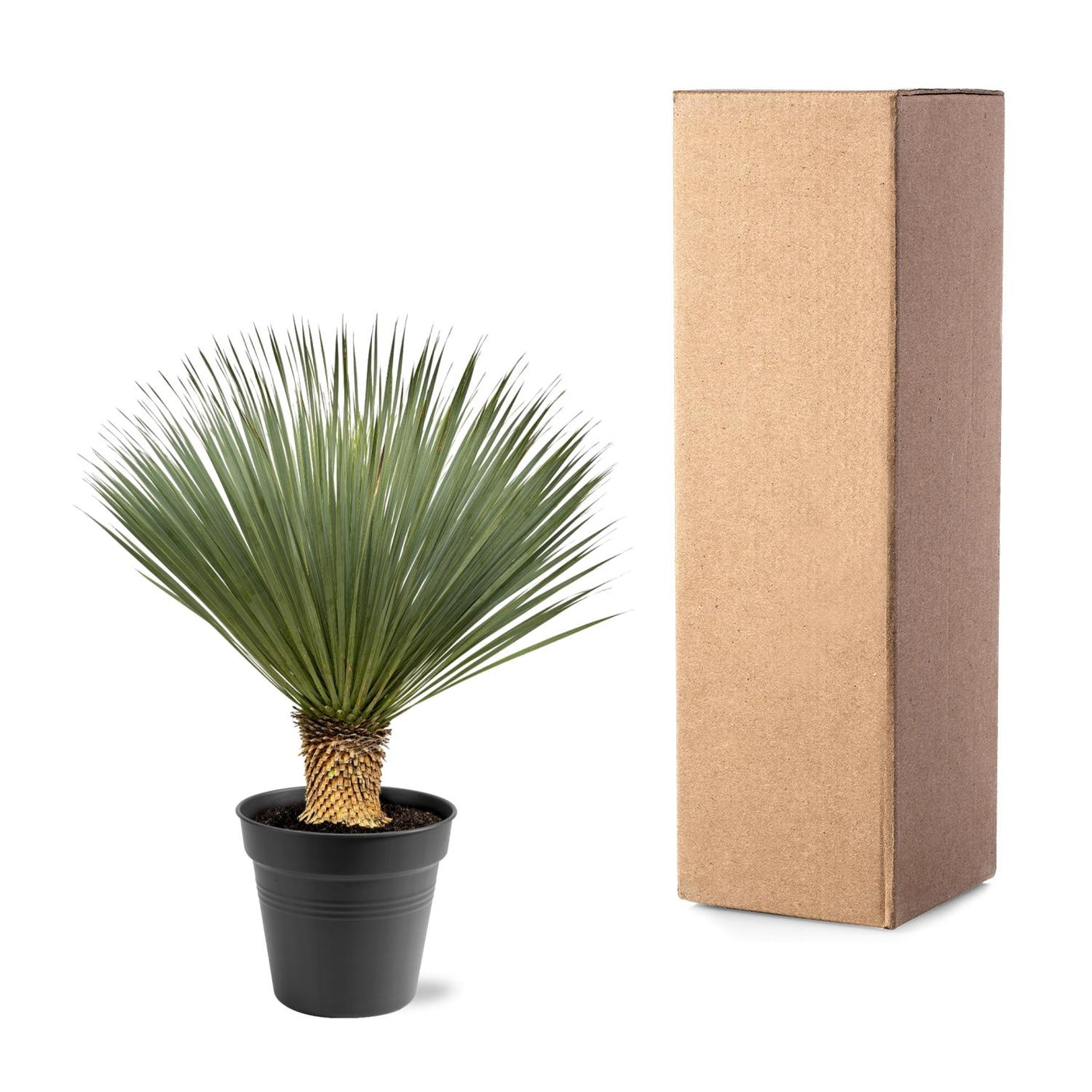 Yucca Rostrata ↕ 100 cm hoch ⟷ 40 cm Topf