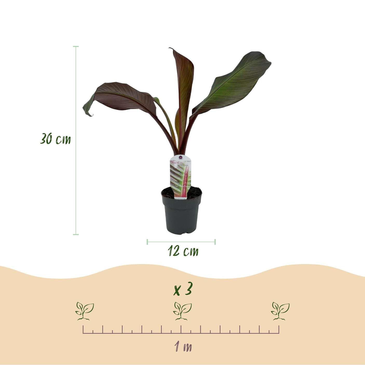 Musa Ensete ventricosum Maurelli - 4 planten ↕ 30 cm hoog ⟷ 12 cm pot