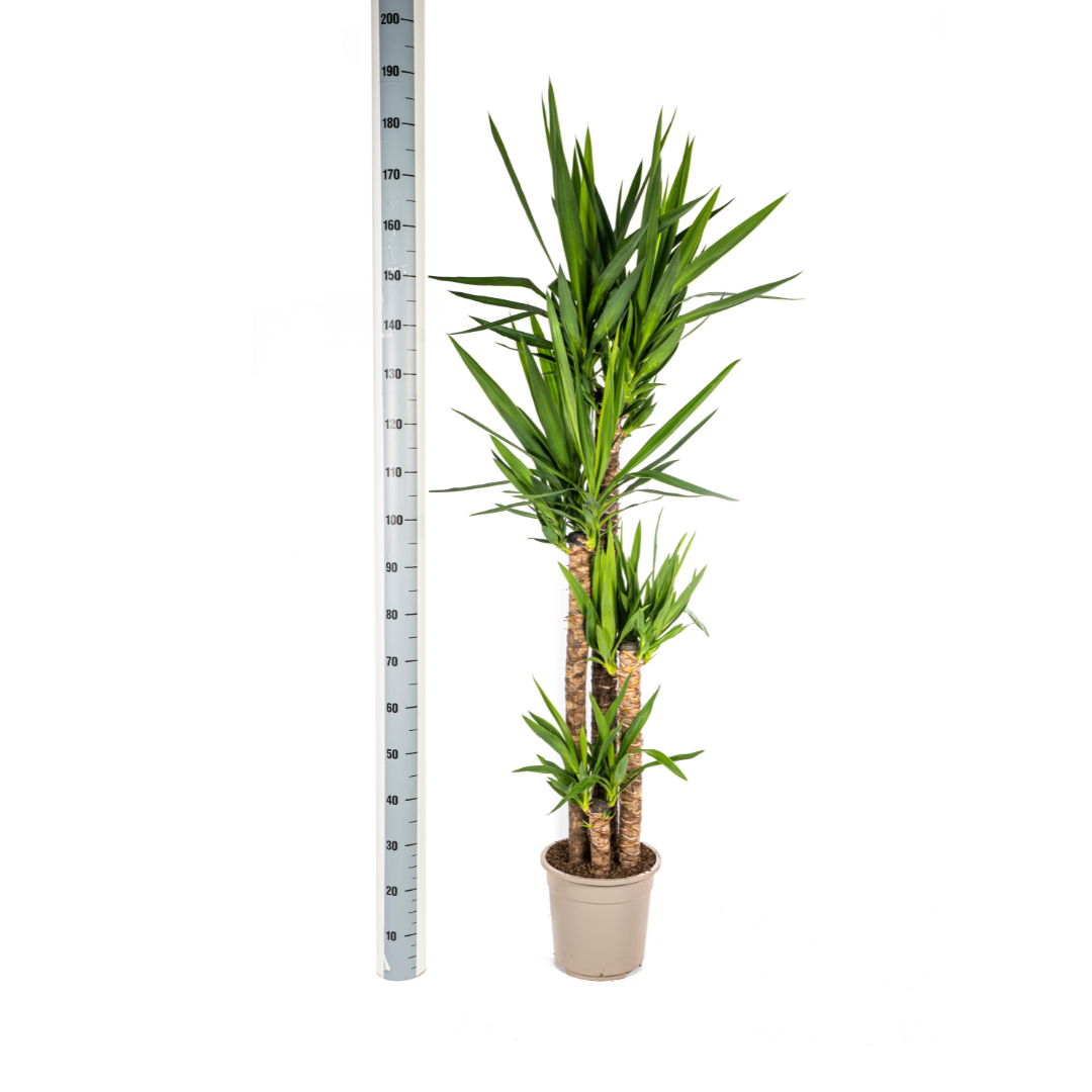 Yucca Elephantipes ↕ 150 cm hoog ⟷ 27 cm pot