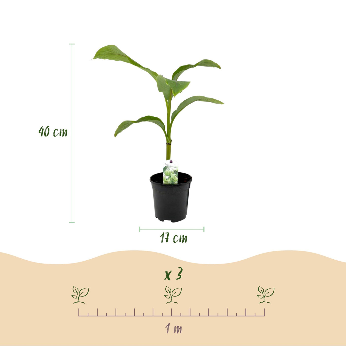 Musa Basjoo - 6 planten ↕ 40 cm hoog ⟷ 17 cm pot