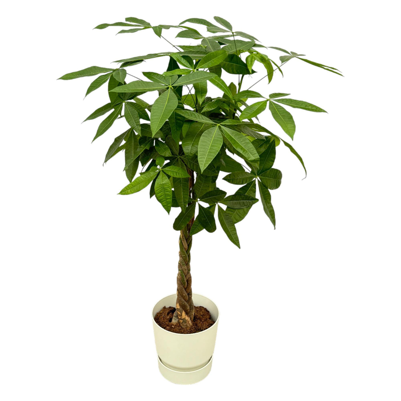 Pachira Aquatica in Elho pot - Greenville Round wit ↕ 160 cm hoog  ⟷ 30 cm pot