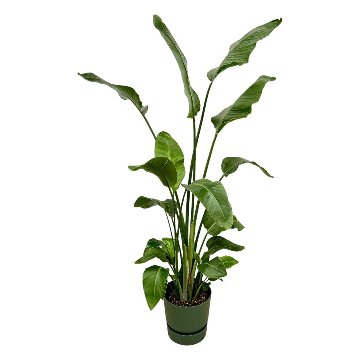 Strelitzia Nicolai in Elho pot - Greenville Round groen ↕ 180 cm hoog  ⟷ 30cm pot