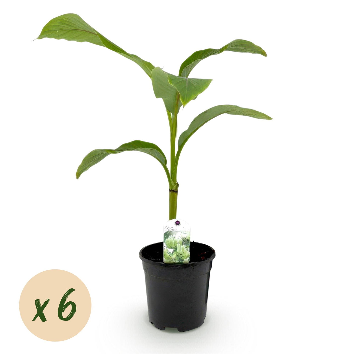 Musa Basjoo - 6 planten ↕ 40 cm hoog ⟷ 17 cm pot