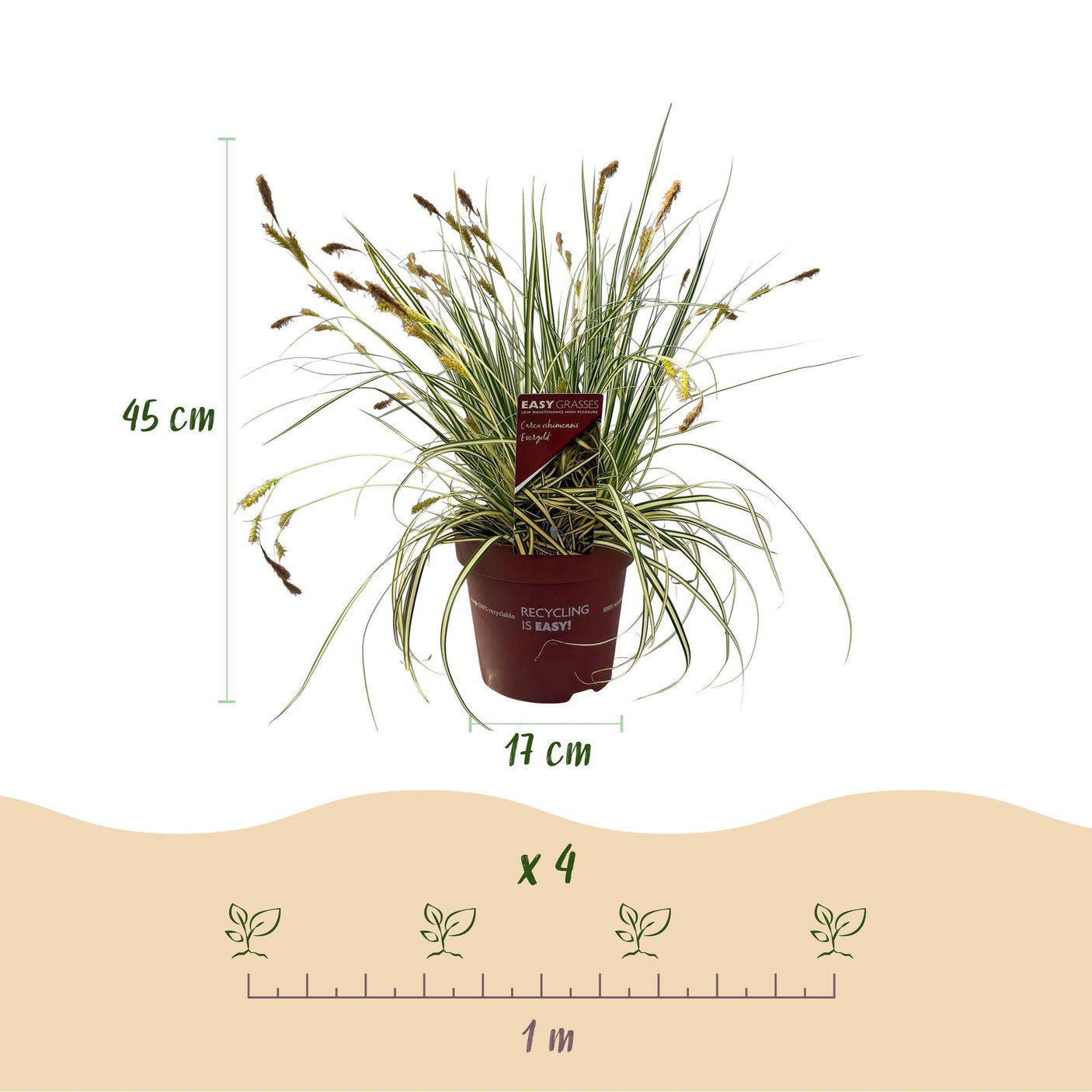 Carex Oshimensis Evergold - 4 plantas ↕ 50 cm de altura ⟷ maceta de 17 cm