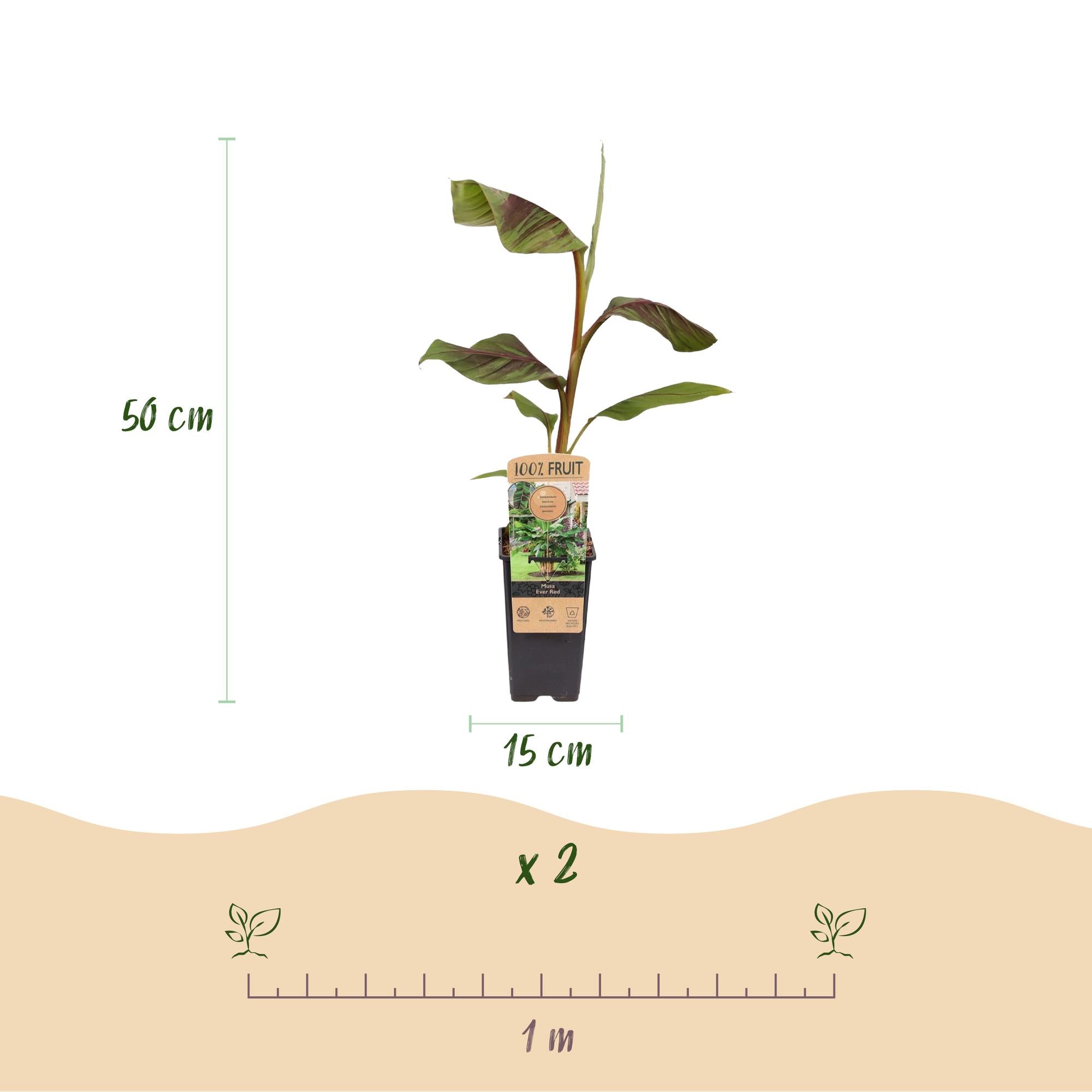 Bananenplant Musa Ever Red - 2 planten ↕ 50 cm hoog  ⟷ 15 cm pot